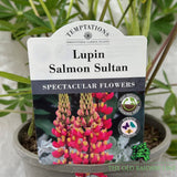 Lupin 'Salmon Sultan' Plant - 3Ltr Pot