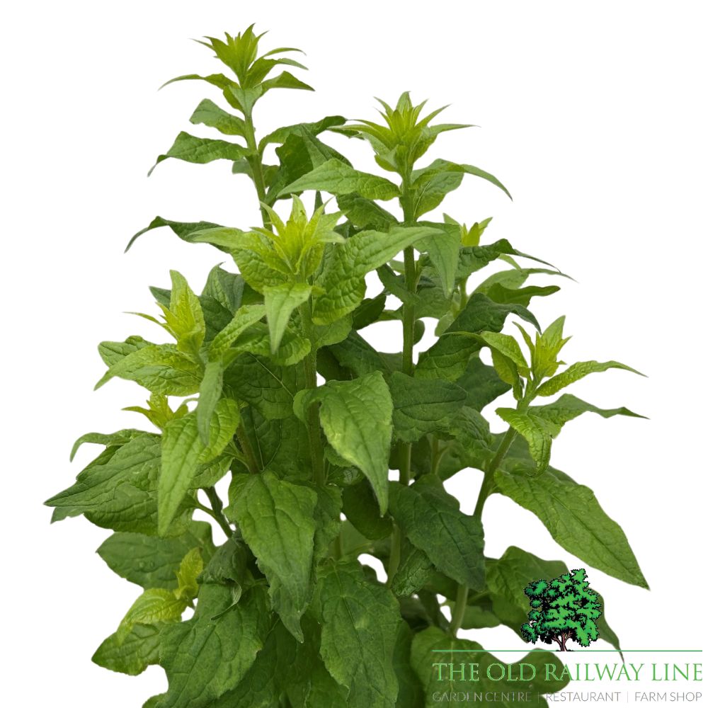 Adenophora 'White Blaze' Plant - 2Ltr Pot