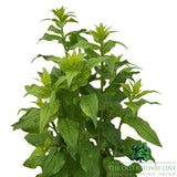 Adenophora 'White Blaze' Plant - 2Ltr Pot