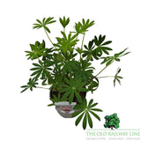 Lupin 'Salmon Sultan' Plant - 3Ltr Pot