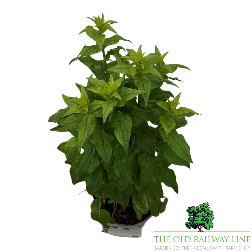 Adenophora 'White Blaze' Plant - 2Ltr Pot