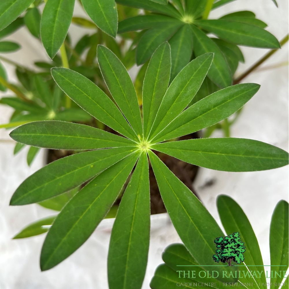 Lupin 'Salmon Sultan' Plant - 3Ltr Pot