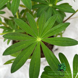 Lupin 'Salmon Sultan' Plant - 3Ltr Pot