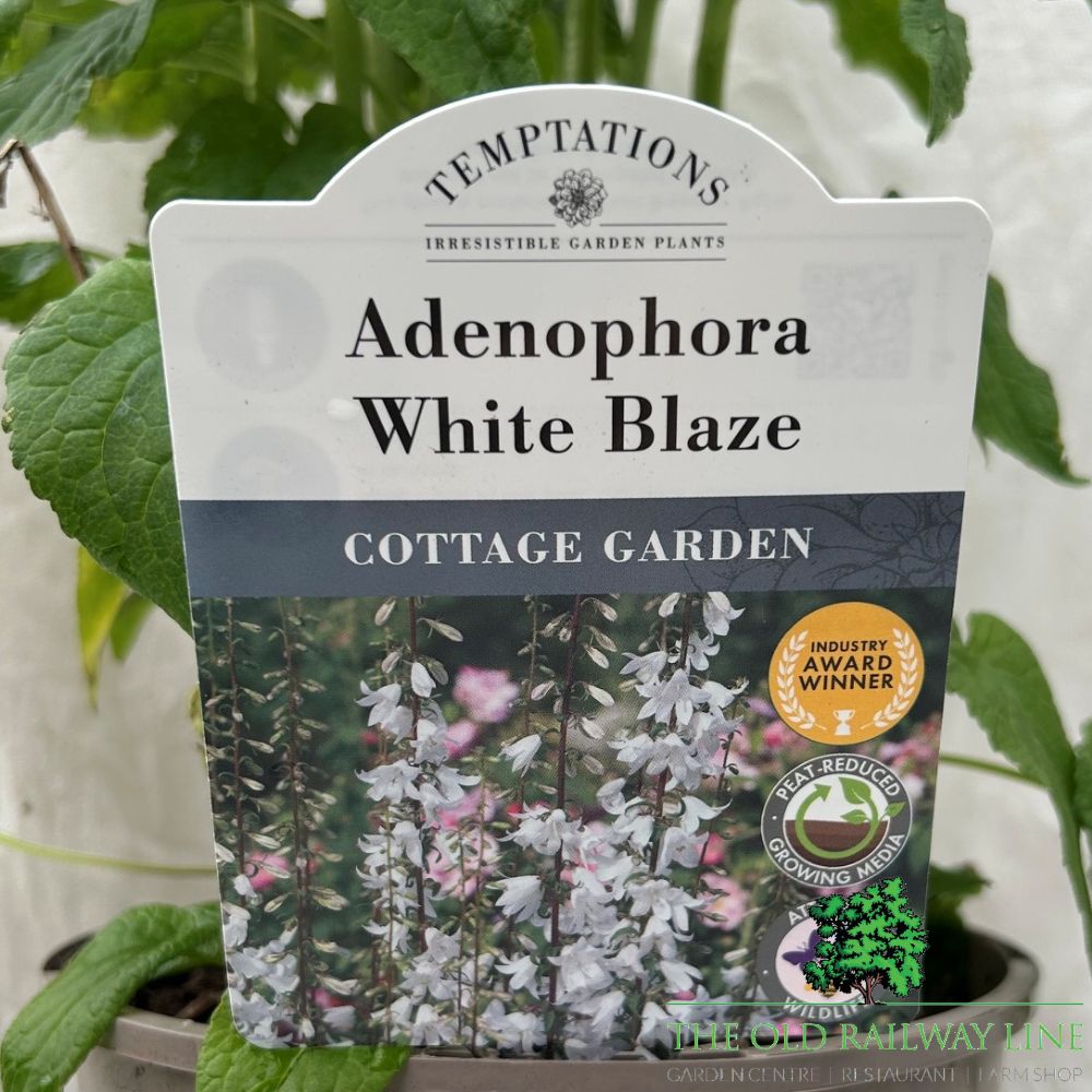 Adenophora 'White Blaze' Plant - 2Ltr Pot