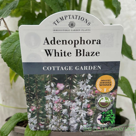 Adenophora 'White Blaze' Plant - 2Ltr Pot