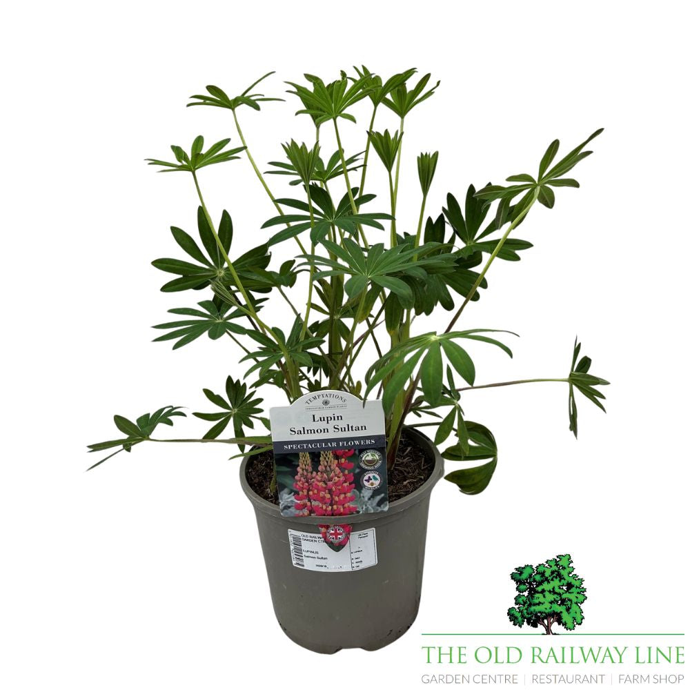 Lupin 'Salmon Sultan' Plant - 3Ltr Pot