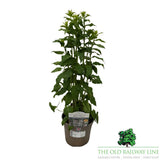 Adenophora 'White Blaze' Plant - 2Ltr Pot