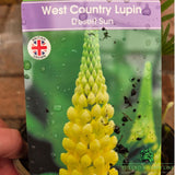 Lupinus 'Desert Sun' - West Country Lupin - 1.5Ltr Pot