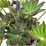 Lupinus 'King Canute' - Lupin Plant - 1.5Ltr Pot