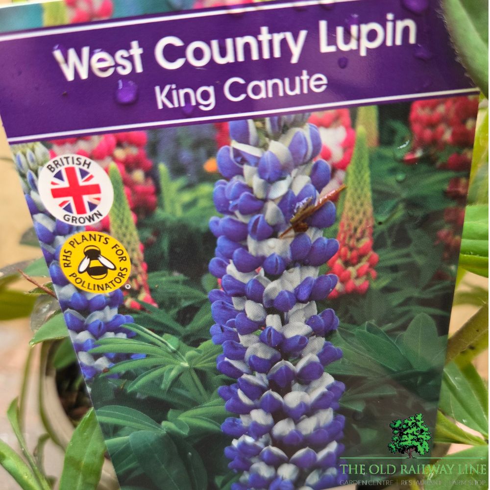 Lupinus 'King Canute' - Lupin Plant - 1.5Ltr Pot