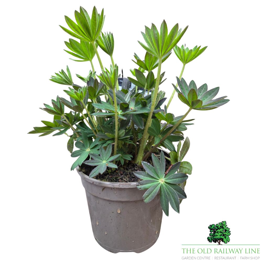 Lupinus 'King Canute' - Lupin Plant - 1.5Ltr Pot