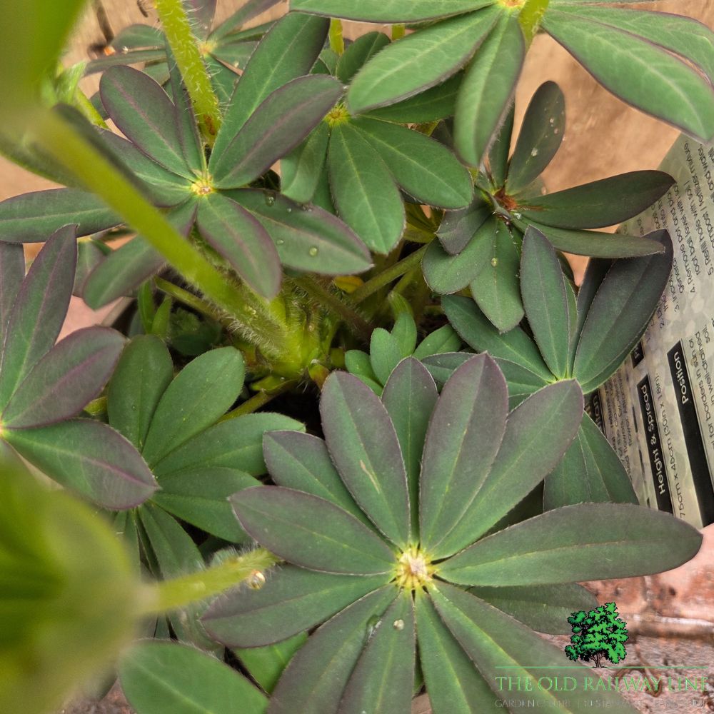 Lupinus 'Manhattan Lights' - West Country Lupin - 1.5Ltr Pot
