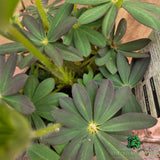 Lupinus 'Manhattan Lights' - West Country Lupin - 1.5Ltr Pot