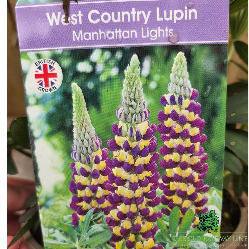Lupinus 'Manhattan Lights' - West Country Lupin - 1.5Ltr Pot