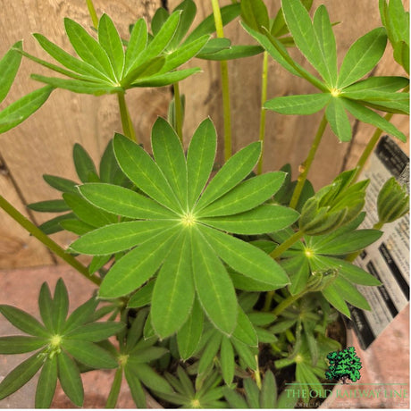 Lupinus Terracotta - West Country Lupin Plant - 1.5Ltr Pot