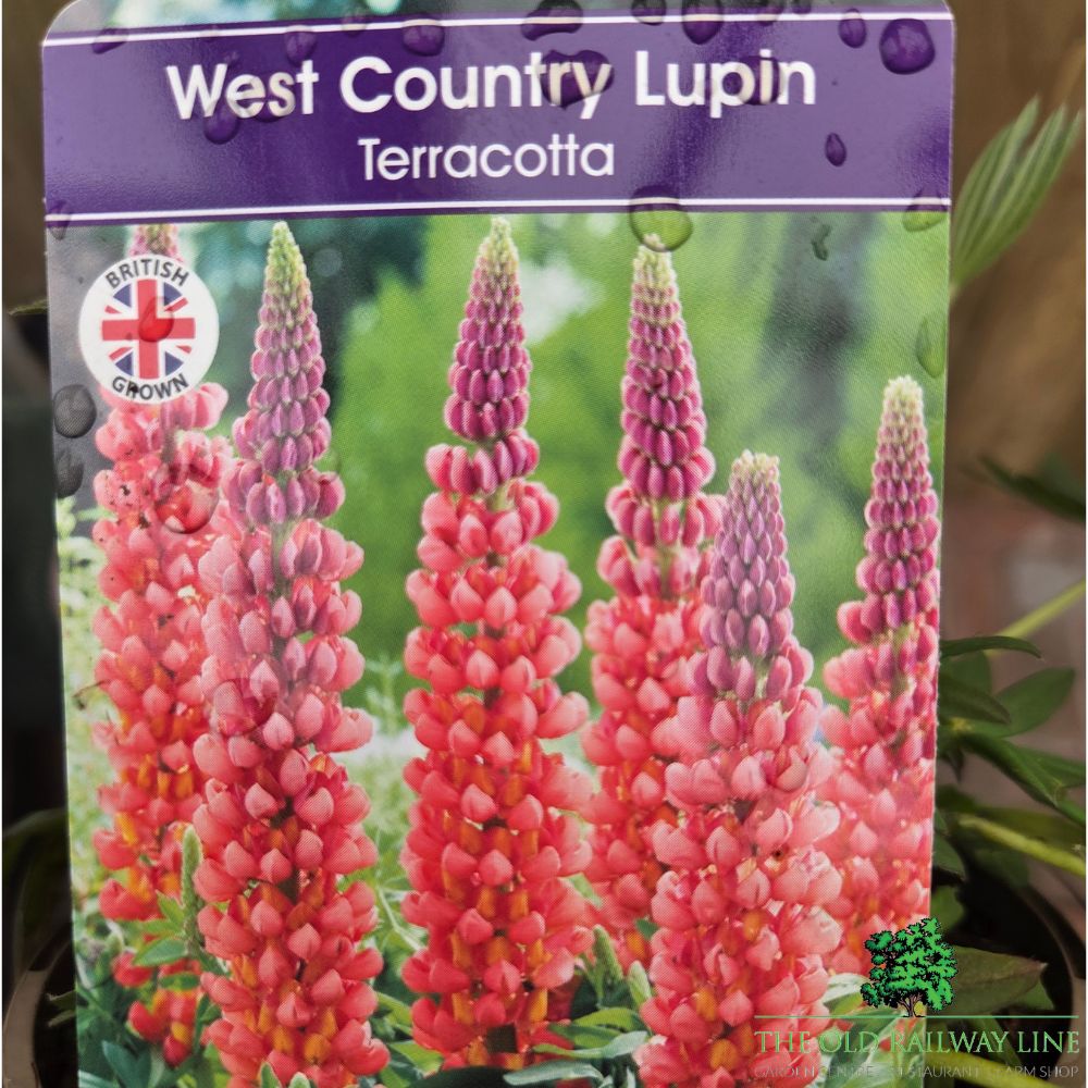Lupinus Terracotta - West Country Lupin Plant - 1.5Ltr Pot