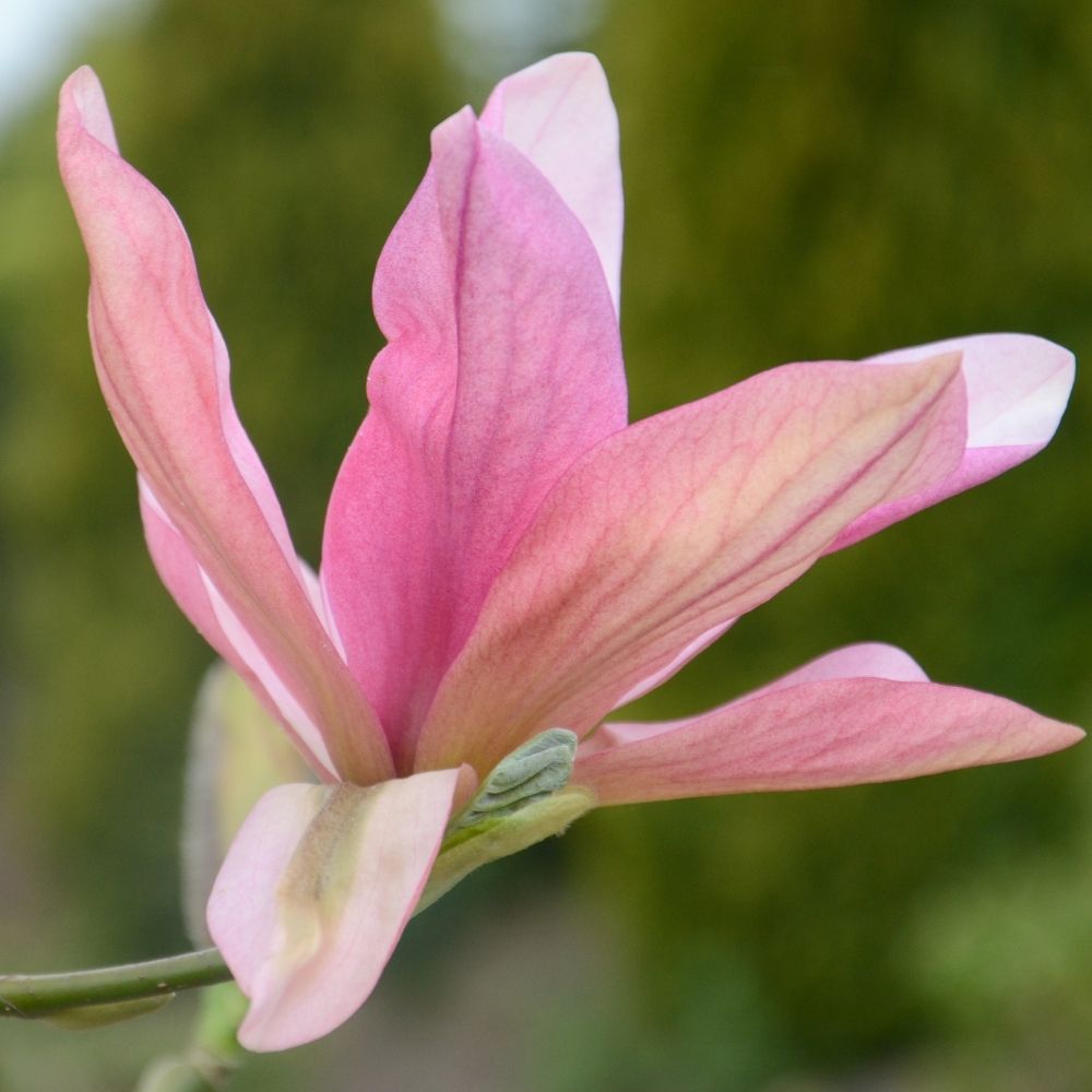 Frank P Matthews Magnolia ‘Daybreak’ Ornamental Tree - 12Ltr Pot