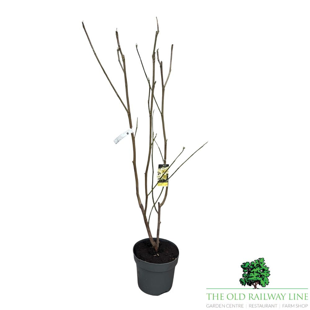 Magnolia 'Yellow River' Plant - 10Ltr Pot