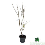 Magnolia 'Yellow River' Plant - 10Ltr Pot