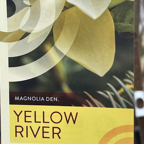 Magnolia 'Yellow River' Plant - 10Ltr Pot