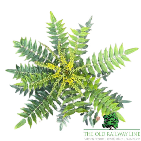 Mahonia x Media 'Winter Sun' - 3Ltr Pot - Old Railway Line Garden Centre