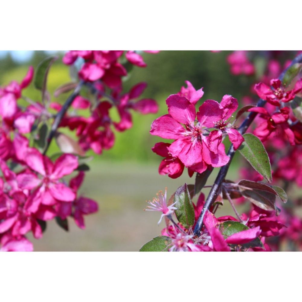 Frank P Matthews Malus 'Crimson Cascade' Crab Apple Tree - 12 Ltr Pot