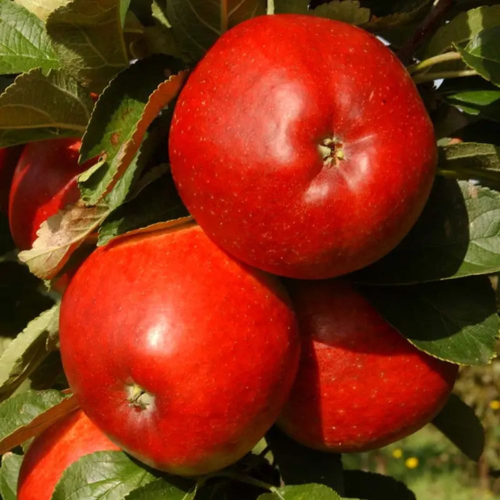 Malus domestica 'Ballerina Samba' Apple Tree - 12Ltr Pot