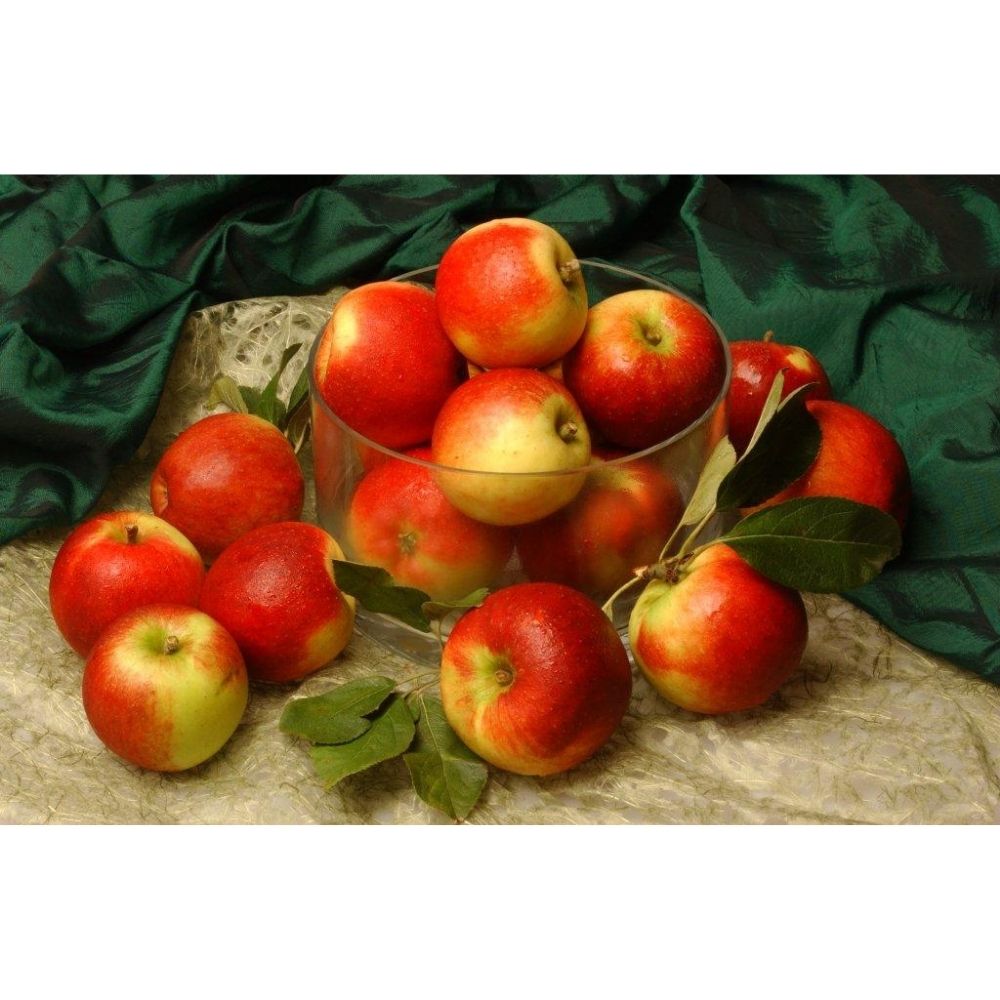 Malus domestica 'Ballerina Samba' Apple Tree - 12Ltr Pot