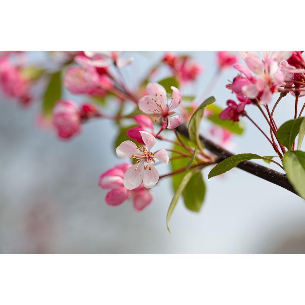 Crab Apple Tree 'Malus Florentina' 12Ltr Pot