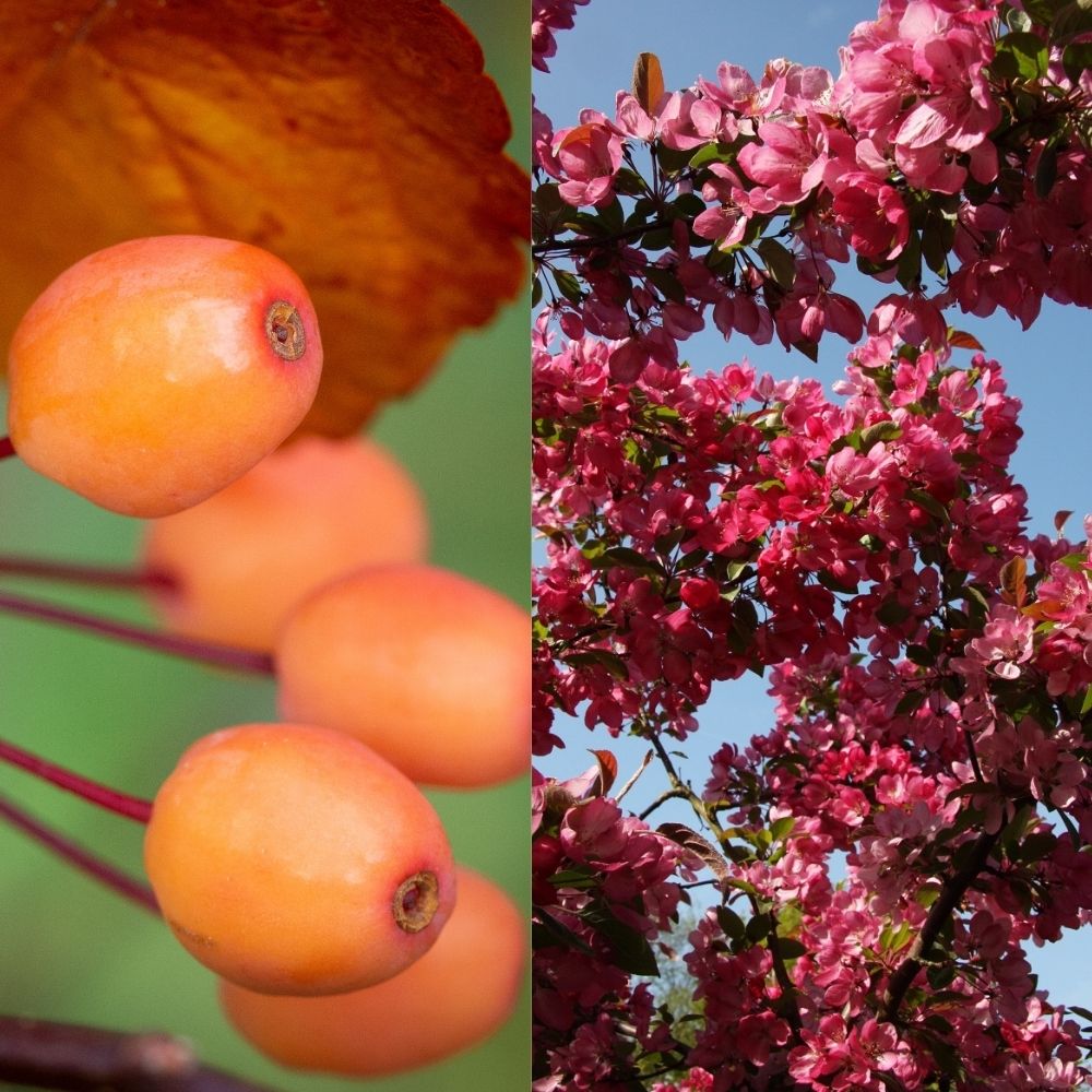 Frank P Matthews Malus 'Indian Magic' Crab Apple Tree - 12 Ltr Pot