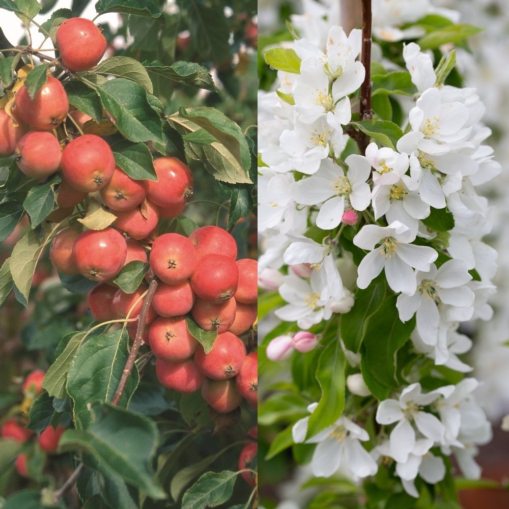 Crab Apple Tree 'Malus Jelly King' 12Ltr Pot