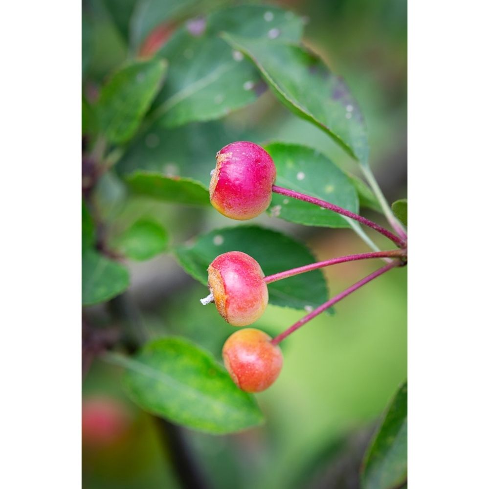 Frank P Matthews Malus 'Madonna' Crab Apple Tree - 12 Ltr Pot