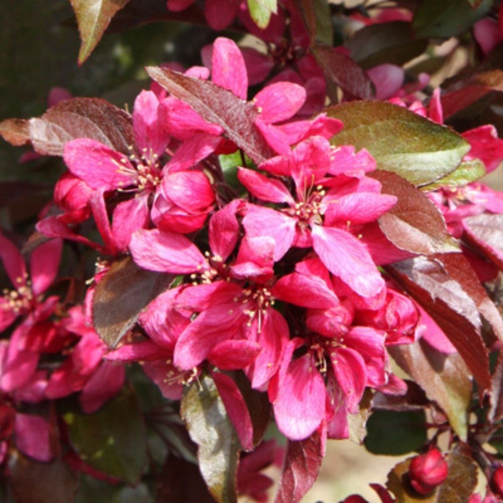 Crab Apple Tree 'Malus Profusion' 12Ltr Pot