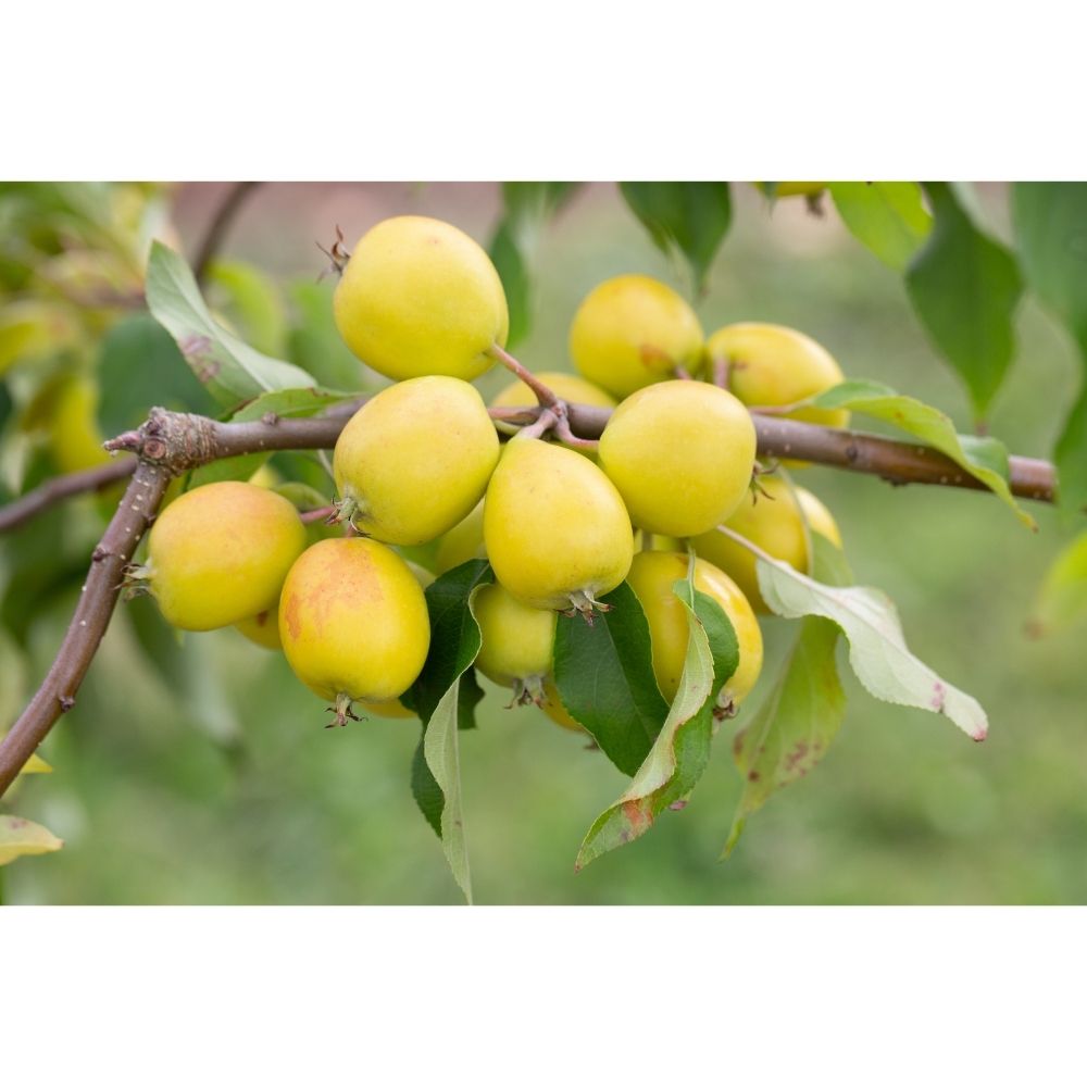 Frank P Matthews Malus 'Super' Crab Apple Tree - 12 Ltr Pot
