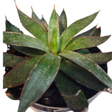 Mangave 'Praying Hands' Succulent Houseplant - 1ltr Pot - Old Railway Line Garden Centre
