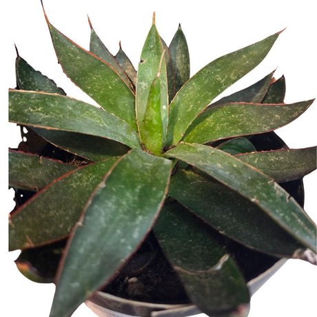 Mangave 'Praying Hands' Succulent Houseplant - 1ltr Pot - Old Railway Line Garden Centre