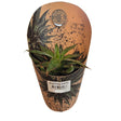 Mangave 'Praying Hands' Succulent Houseplant - 1ltr Pot - Old Railway Line Garden Centre