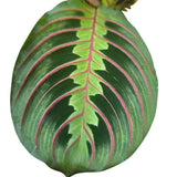 Maranta Leuconeura 'Fascinator' - (Prayer Plant) Houseplant - 12cm Pot