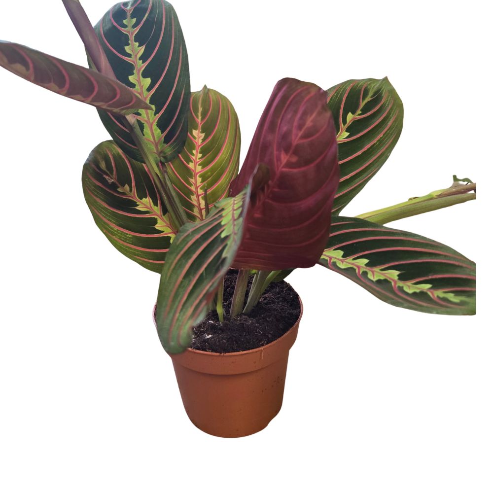Maranta Leuconeura 'Fascinator' - (Prayer Plant) Houseplant - 12cm Pot