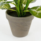Mica Decorations 40cm Dieffenbachia Plant in Pot