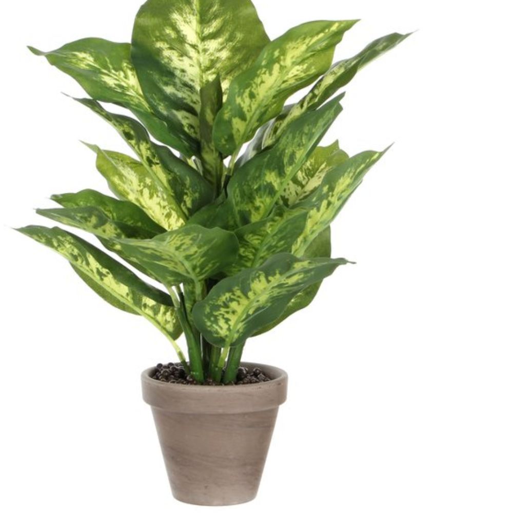 Mica Decorations 40cm Dieffenbachia Plant in Pot