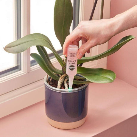 Miracle - Gro Drip & Feed Orchid Pack 3 - Old Railway Line Garden Centre
