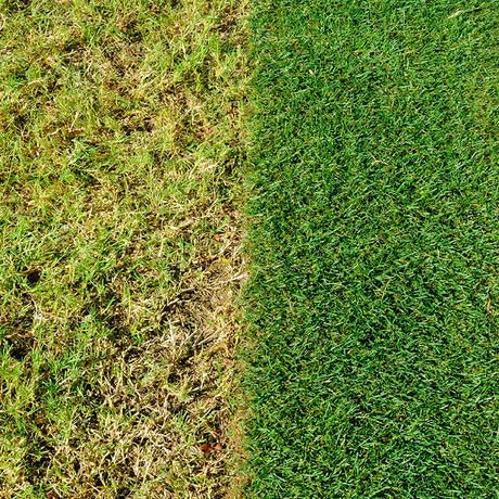 Miracle - Gro® EverGreen® Complete 4 in 1 Lawn Feed with Spreader - Old Railway Line Garden Centre