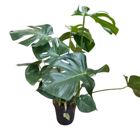 Monstera Deliciosa Houseplant - 21cm Pot - Old Railway Line Garden Centre