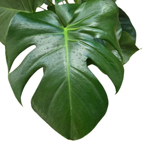 Monstera Deliciosa Houseplant - 21cm Pot - Old Railway Line Garden Centre