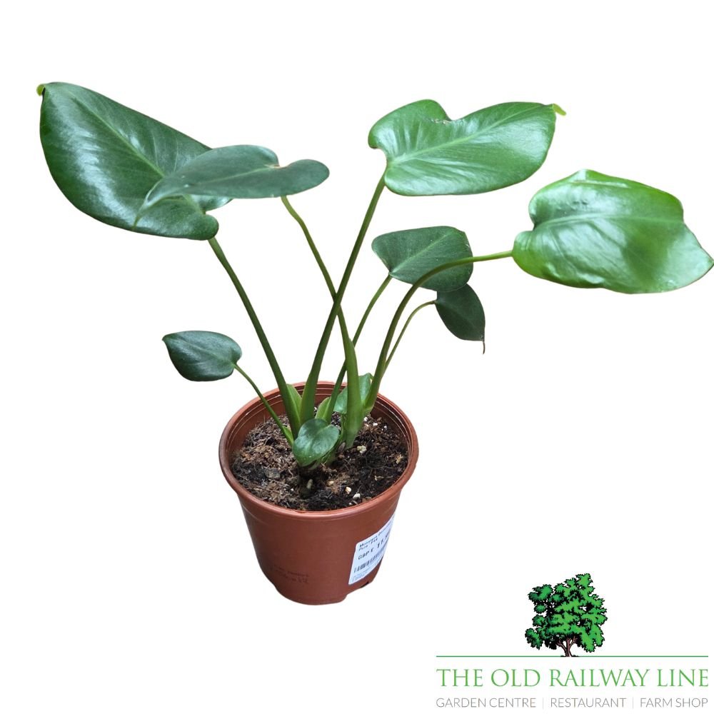 Monstera Deliciosa 'Swiss Cheese Plant' Houseplant - 12cm Pot - Old Railway Line Garden Centre