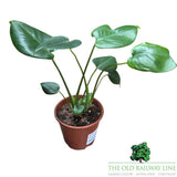 Monstera Deliciosa 'Swiss Cheese Plant' Houseplant - 12cm Pot - Old Railway Line Garden Centre