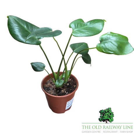 Monstera Deliciosa 'Swiss Cheese Plant' Houseplant - 12cm Pot - Old Railway Line Garden Centre