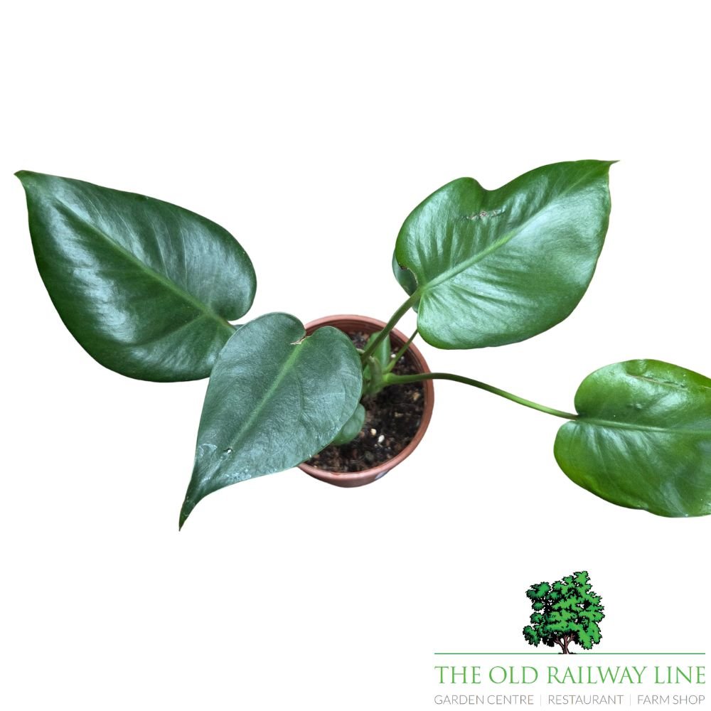 Monstera Deliciosa 'Swiss Cheese Plant' Houseplant - 12cm Pot - Old Railway Line Garden Centre