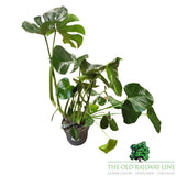 Monstera Deliciosa 'Swiss Cheese Plant' Houseplant - 23cm Pot - Old Railway Line Garden Centre